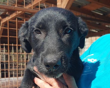 Püppi, neugierig und menschenfreundlich, aber mit einer angenehm ruhigen Art, 8 Monate, 32 cm