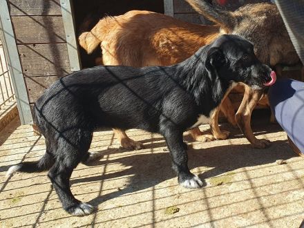 Püppi, neugierig und menschenfreundlich, aber mit einer angenehm ruhigen Art, 8 Monate, 32 cm