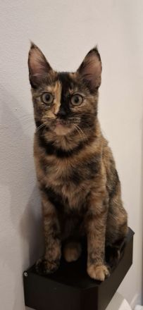 Die kleine Amy abzugeben