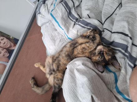 Die kleine Amy abzugeben