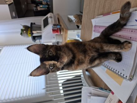 Die kleine Amy abzugeben