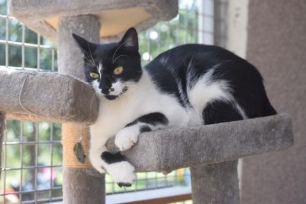 Pam, eine ruhige ausgeglichene Katze, die Hunde liebt, 7 Jahre