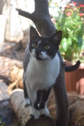 Pam, eine ruhige ausgeglichene Katze, die Hunde liebt, 7 Jahre