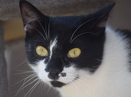 Pam, eine ruhige ausgeglichene Katze, die Hunde liebt, 7 Jahre