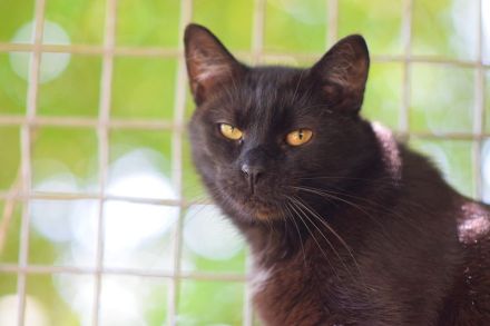 Rocky, eigenständiger und unabhängiger Kater sucht respektvollen Katzenversteher, 4 Jahre