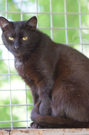 Rocky, eigenständiger und unabhängiger Kater sucht respektvollen Katzenversteher, 4 Jahre