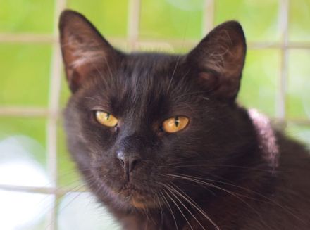 Rocky, eigenständiger und unabhängiger Kater sucht respektvollen Katzenversteher, 4 Jahre