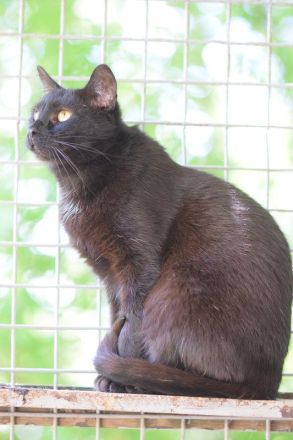 Rocky, eigenständiger und unabhängiger Kater sucht respektvollen Katzenversteher, 4 Jahre