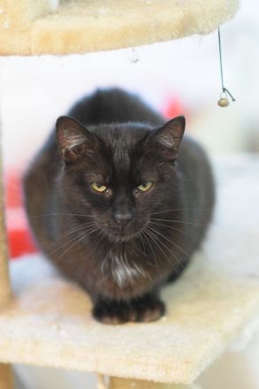 Rocky, eigenständiger und unabhängiger Kater sucht respektvollen Katzenversteher, 4 Jahre