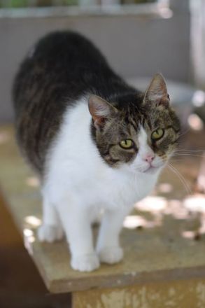 Rose, ruhige 5-jährige Katze, die gern Einzelprinzessing wäre