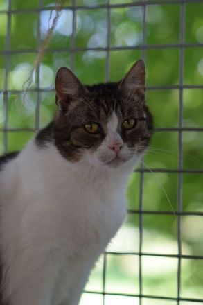 Rose, ruhige 5-jährige Katze, die gern Einzelprinzessing wäre