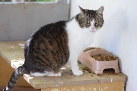 Rose, ruhige 5-jährige Katze, die gern Einzelprinzessing wäre