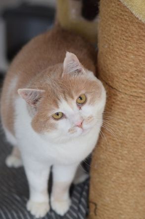 Sam, ruhiger, sanfter, hundeverträglicher Kater such liebevolles Zuhause, 2 Jahre