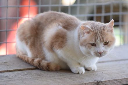 Sam, ruhiger, sanfter, hundeverträglicher Kater such liebevolles Zuhause, 2 Jahre