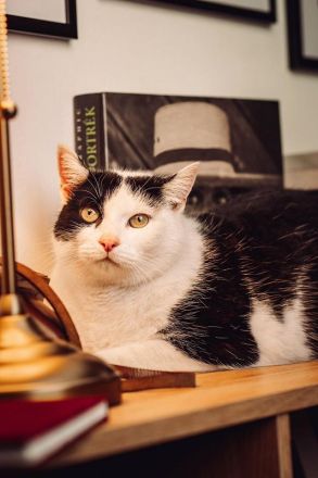 Tabby, sucht Stabilität und eine feste Bezugsperson, um wieder Vertrauen zu fassen, 3 Jahre