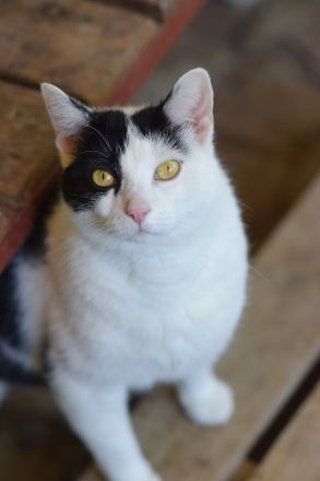 Tabby, sucht Stabilität und eine feste Bezugsperson, um wieder Vertrauen zu fassen, 3 Jahre
