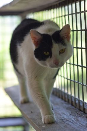 Tabby, sucht Stabilität und eine feste Bezugsperson, um wieder Vertrauen zu fassen, 3 Jahre