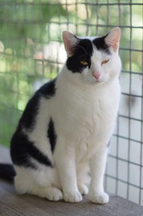 Tabby, sucht Stabilität und eine feste Bezugsperson, um wieder Vertrauen zu fassen, 3 Jahre