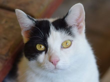 Tabby, sucht Stabilität und eine feste Bezugsperson, um wieder Vertrauen zu fassen, 3 Jahre