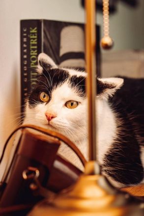 Tabby, sucht Stabilität und eine feste Bezugsperson, um wieder Vertrauen zu fassen, 3 Jahre