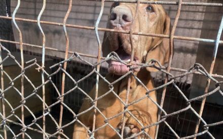 Erfahrenes Zuhause für charakterstarken Levin gesucht
