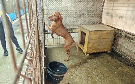 Erfahrenes Zuhause für charakterstarken Levin gesucht