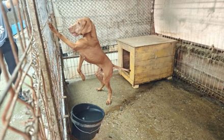 Erfahrenes Zuhause für charakterstarken Levin gesucht