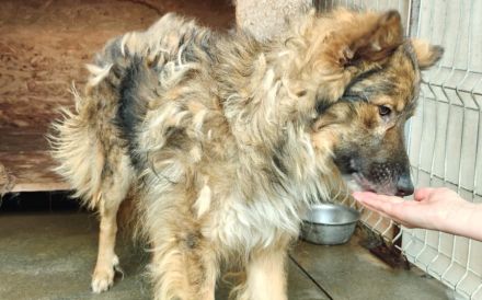 Lass dich von Bowie verzaubern