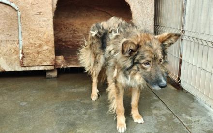 Lass dich von Bowie verzaubern