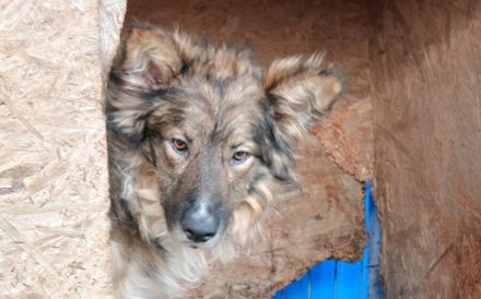 Lass dich von Bowie verzaubern