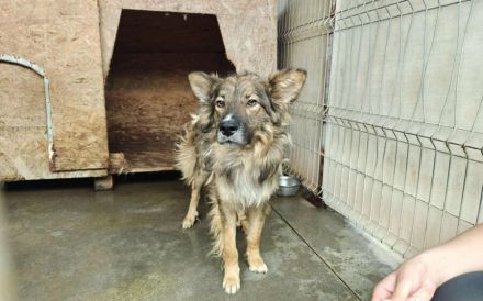 Lass dich von Bowie verzaubern