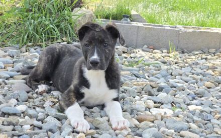 Ayona: Zuhause außerhalb Deutschlands gesucht