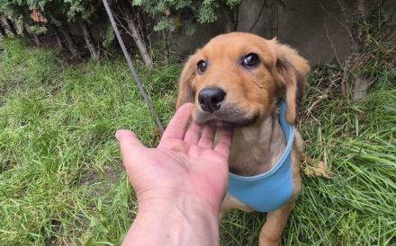 Mischu möchte nach Hause