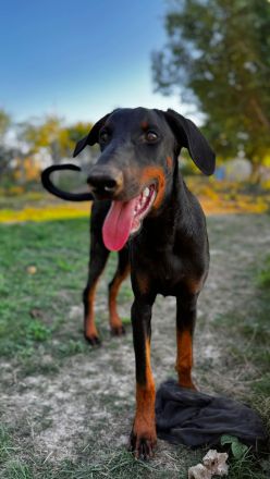 Dobermann/Aussie Junghund Rüde