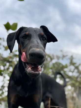 Dobermann/Aussie Junghund Rüde