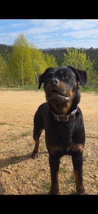Rottweiler