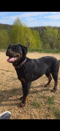 Rottweiler