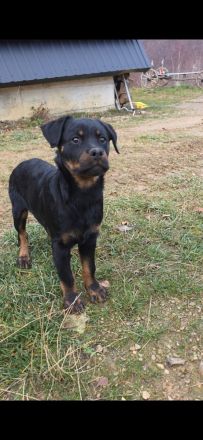 Rottweiler