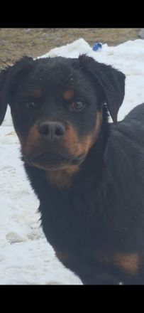 Rottweiler