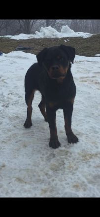 Rottweiler