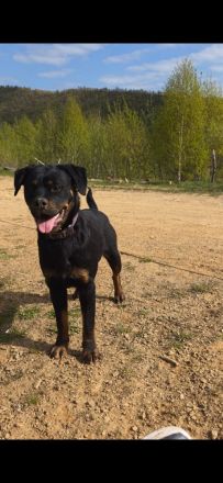 Rottweiler