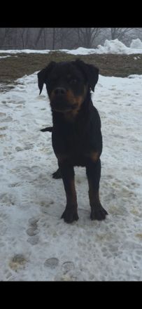 Rottweiler