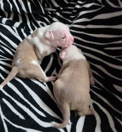 American bully welpen