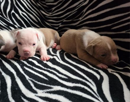 American bully welpen