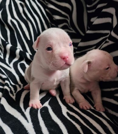 American bully welpen