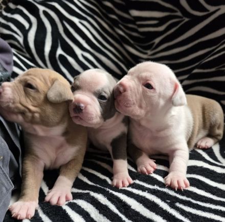 American bully welpen