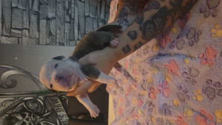 American bully welpen