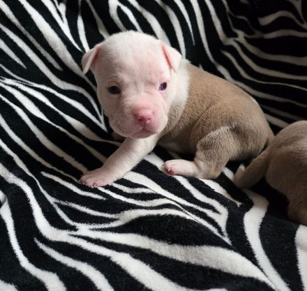 American bully welpen