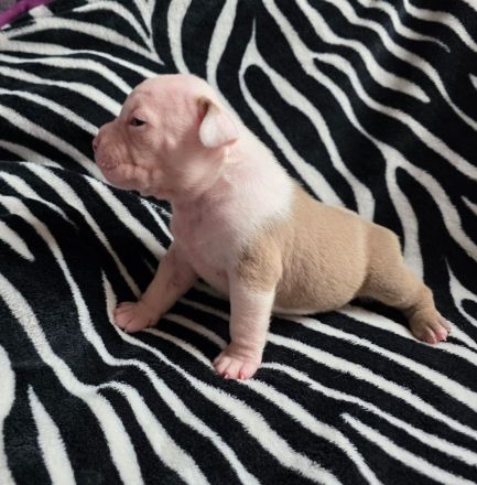 American bully welpen