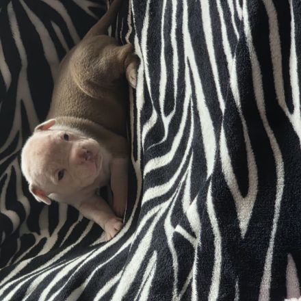 American bully welpen